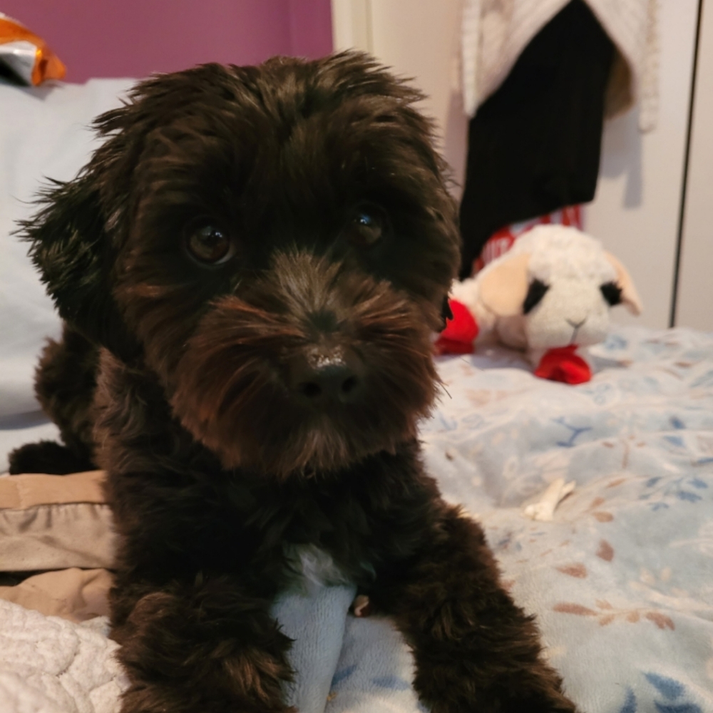 My Missy Moo